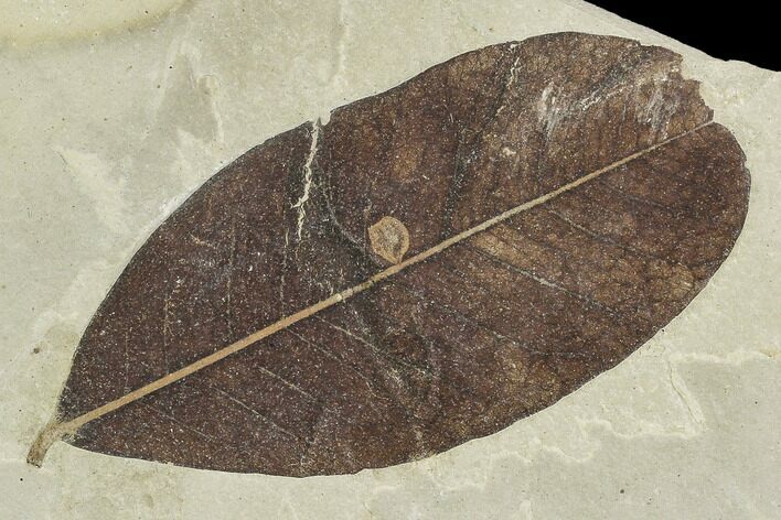 Fossil Leaf (Leguminosites)- Green River Formation, Utah #110394